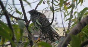 Female Cuckoo 25112020