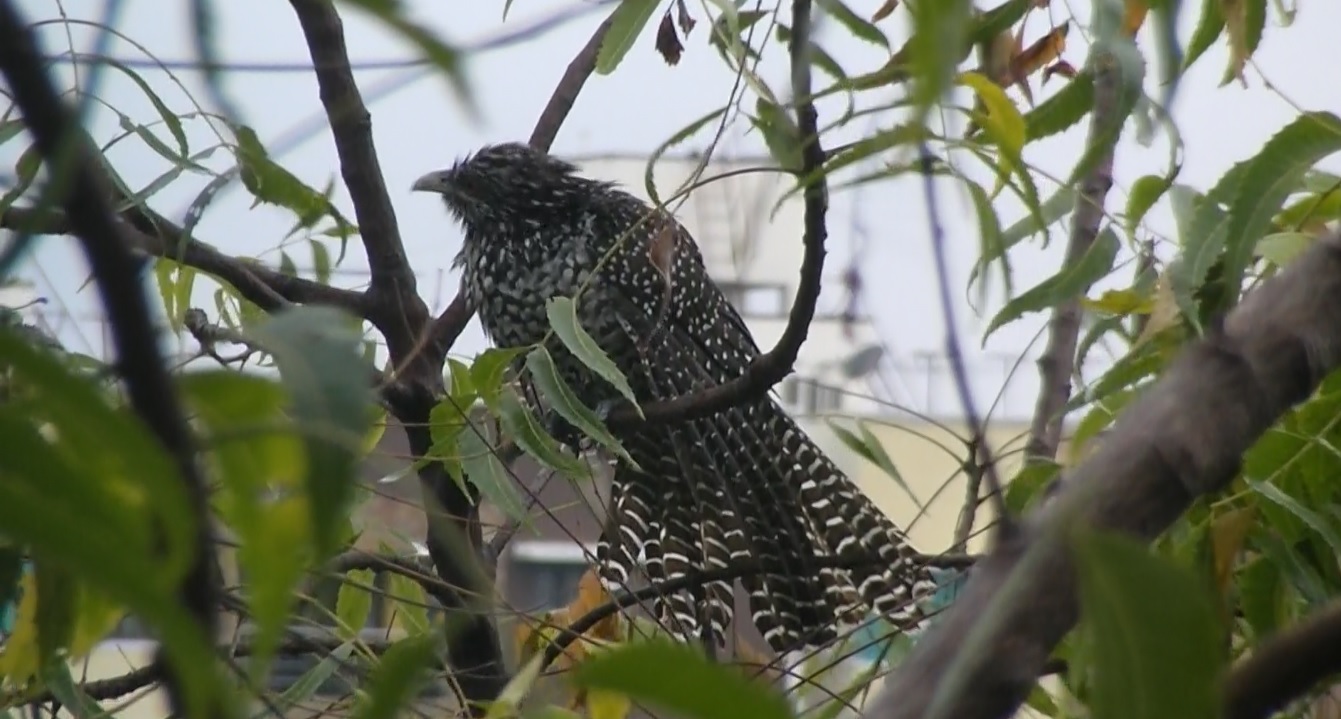 Female Cuckoo 25112020