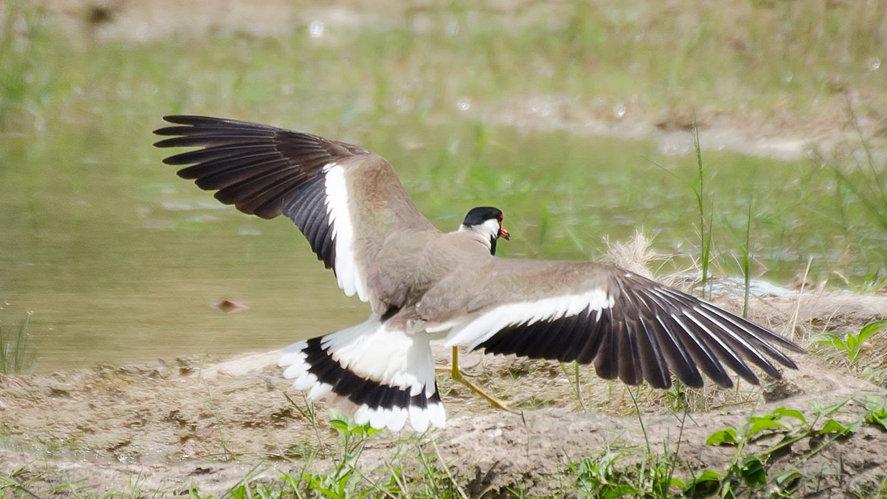 Red-wattled_lapwing-wings-spread-tail-hyderabad-India