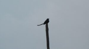 Drongo 03122020