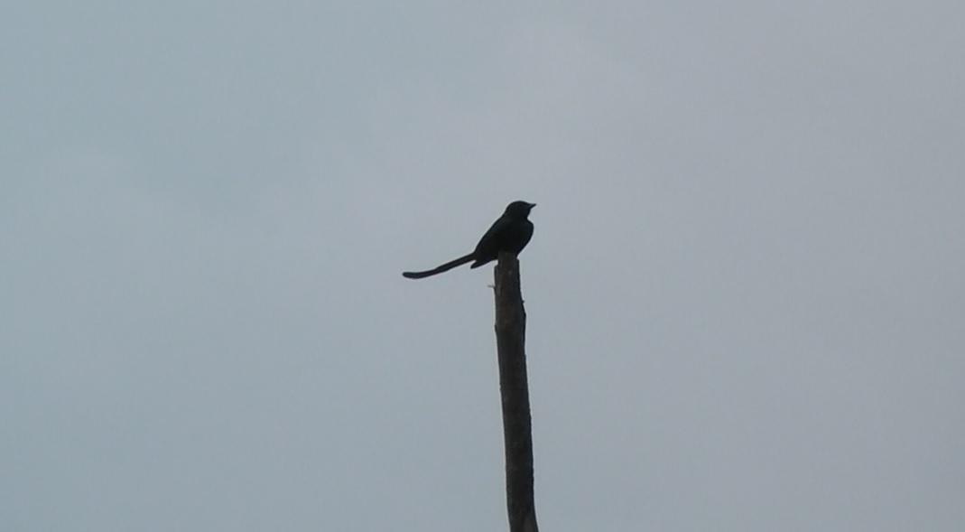 Drongo 03122020