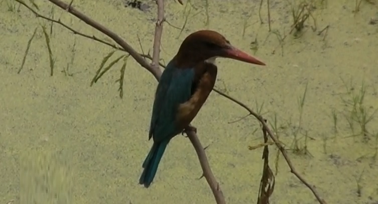 Kingfisher 18122020