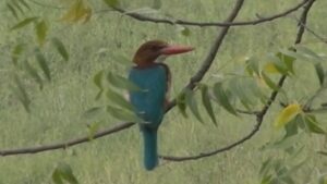 Kingfisher