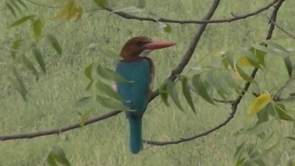 Kingfisher
