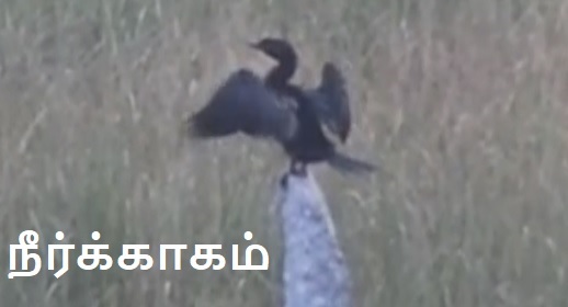 Neer kaagam