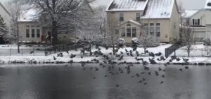 Ohio Birds
