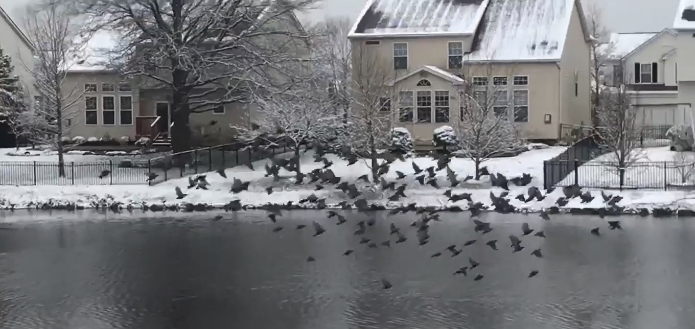 Ohio Birds