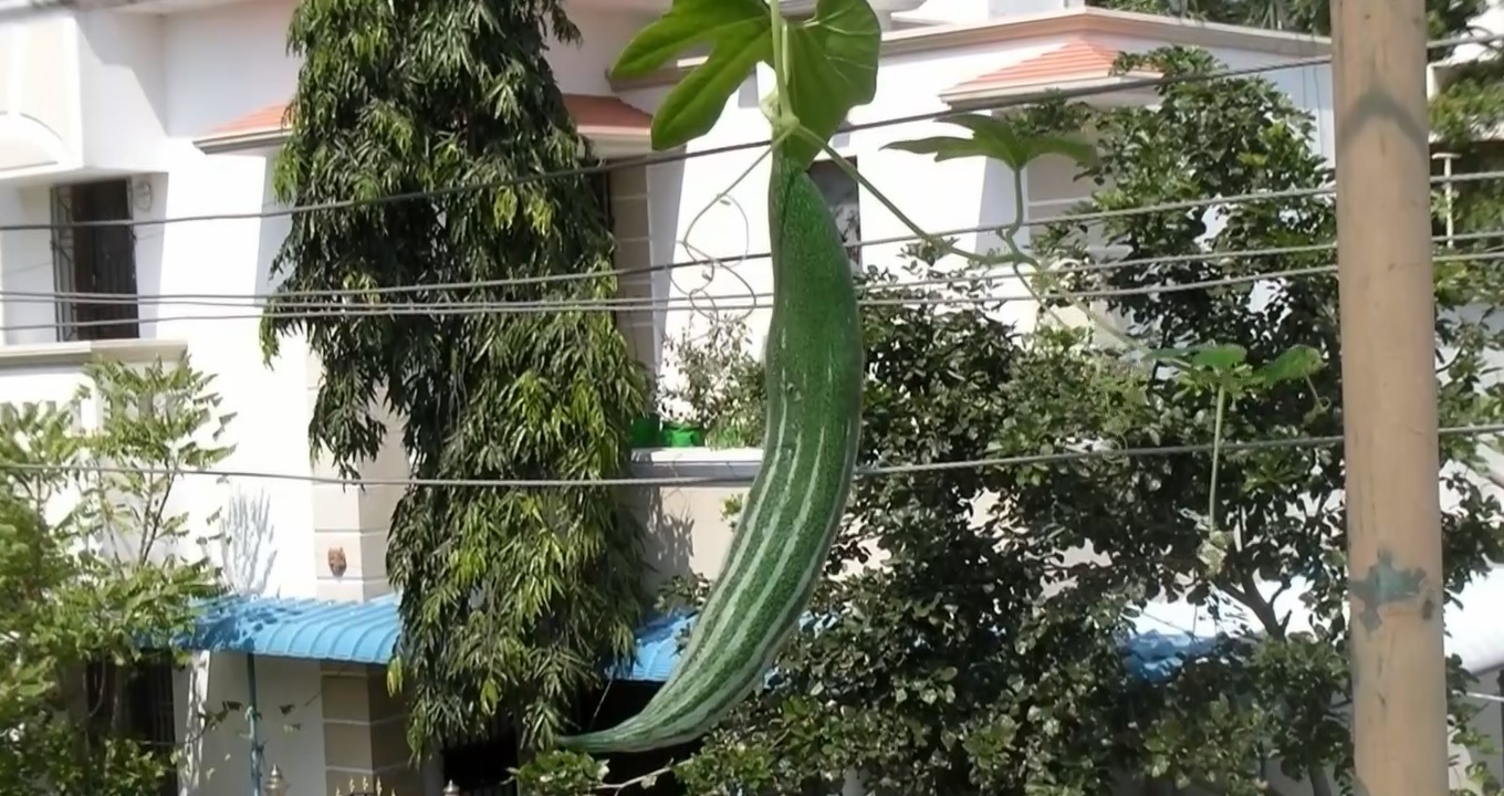 Pudalai