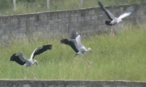 Storks 2