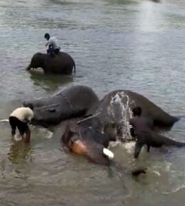 Elephant bath