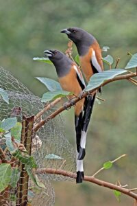 800px-Rufous_treepie_(Dendrocitta_vagabunda_vagabunda)_Jahalana_pair