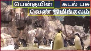 Penguin banner