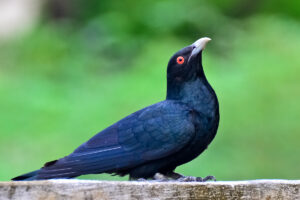 Asian_Koel_(Eudynamys_scolopaceus)_Male_-_Tirunelveli