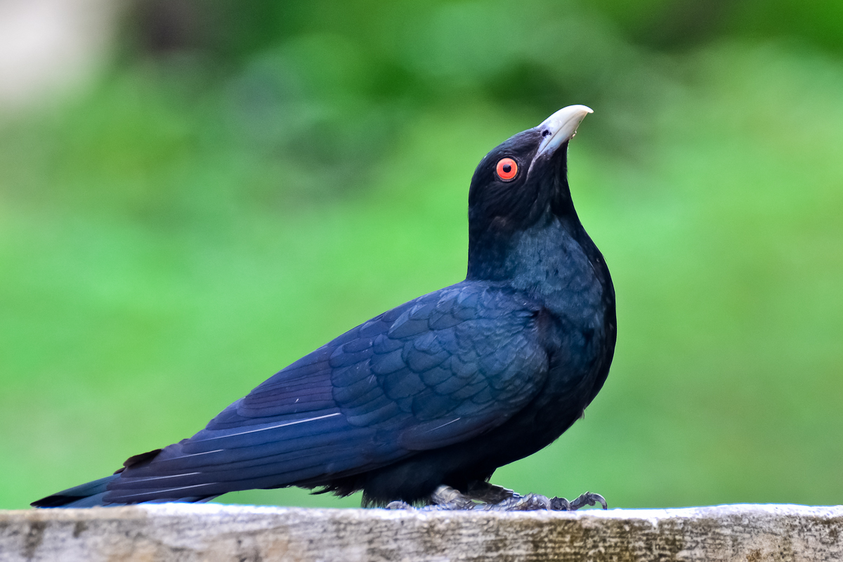 Asian_Koel_(Eudynamys_scolopaceus)_Male_-_Tirunelveli