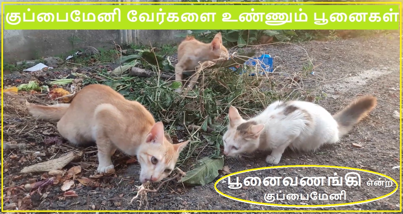 Cat eats root