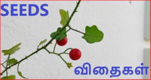 Seeds Banner