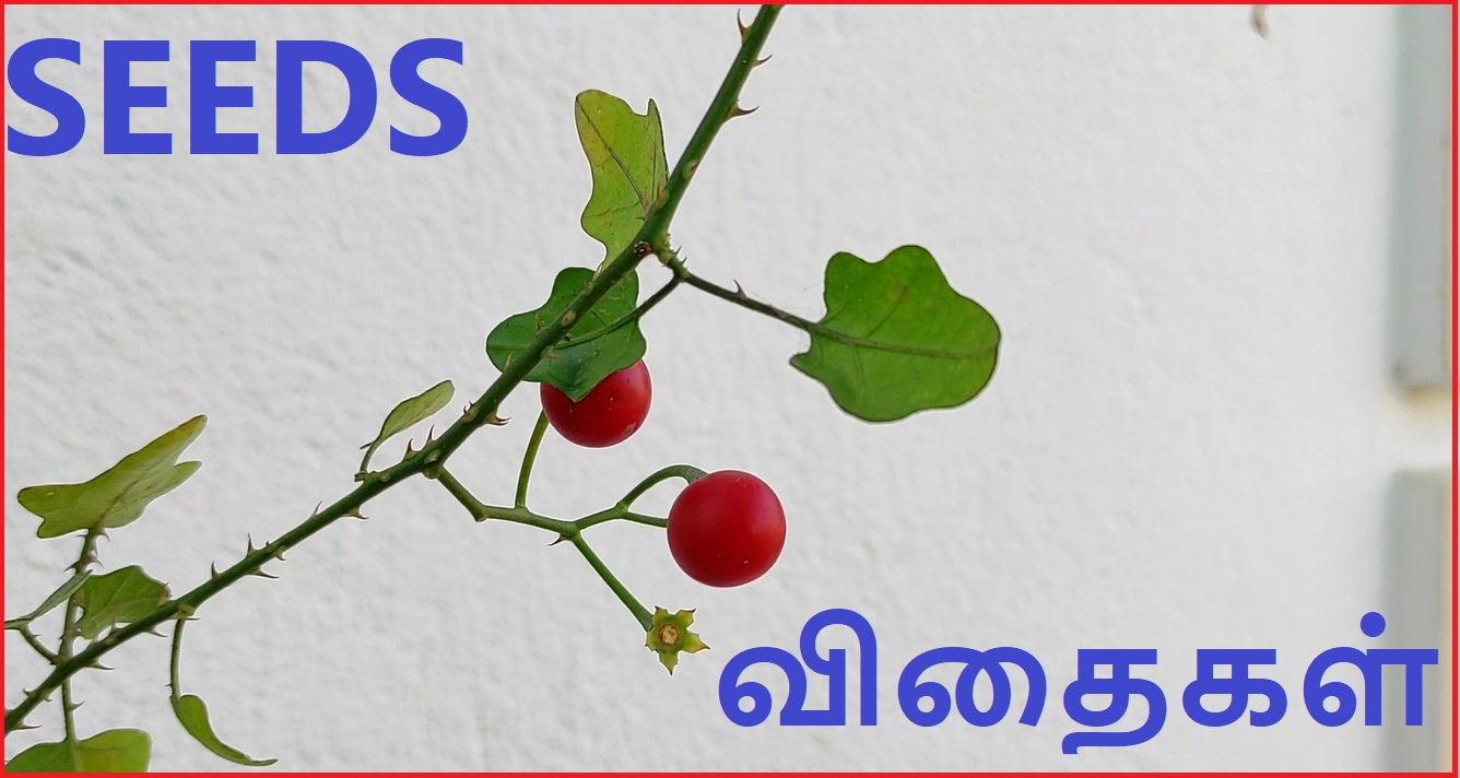 Seeds Banner