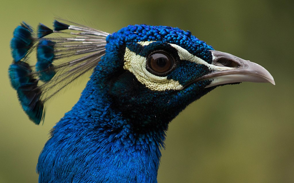 1024px-Peacock-JS