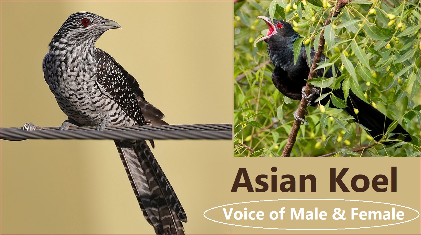 Asian Koel Male & Female voice banner