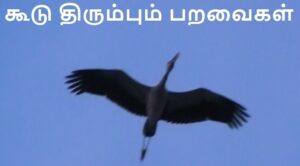 Birds returning to nest 27052021