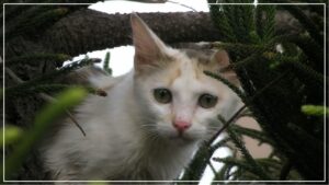 Cat on Christmas Tree 24052021 banner