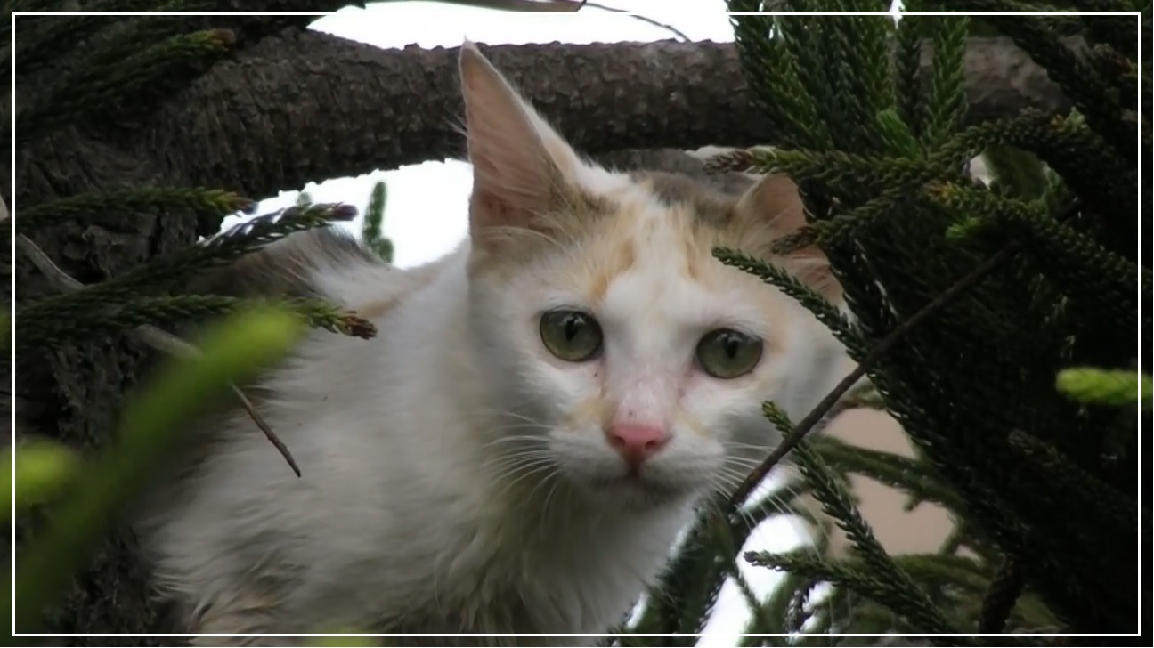 Cat on Christmas Tree 24052021 banner