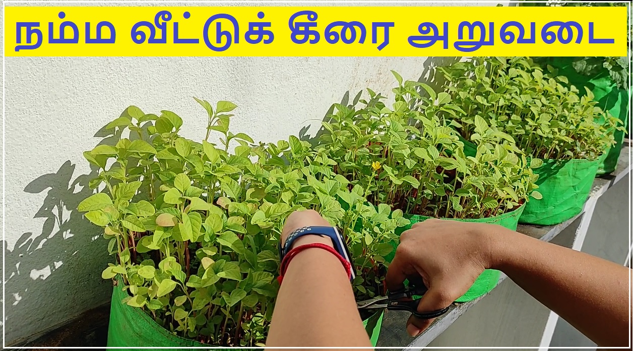 Keerai aruvadai banner