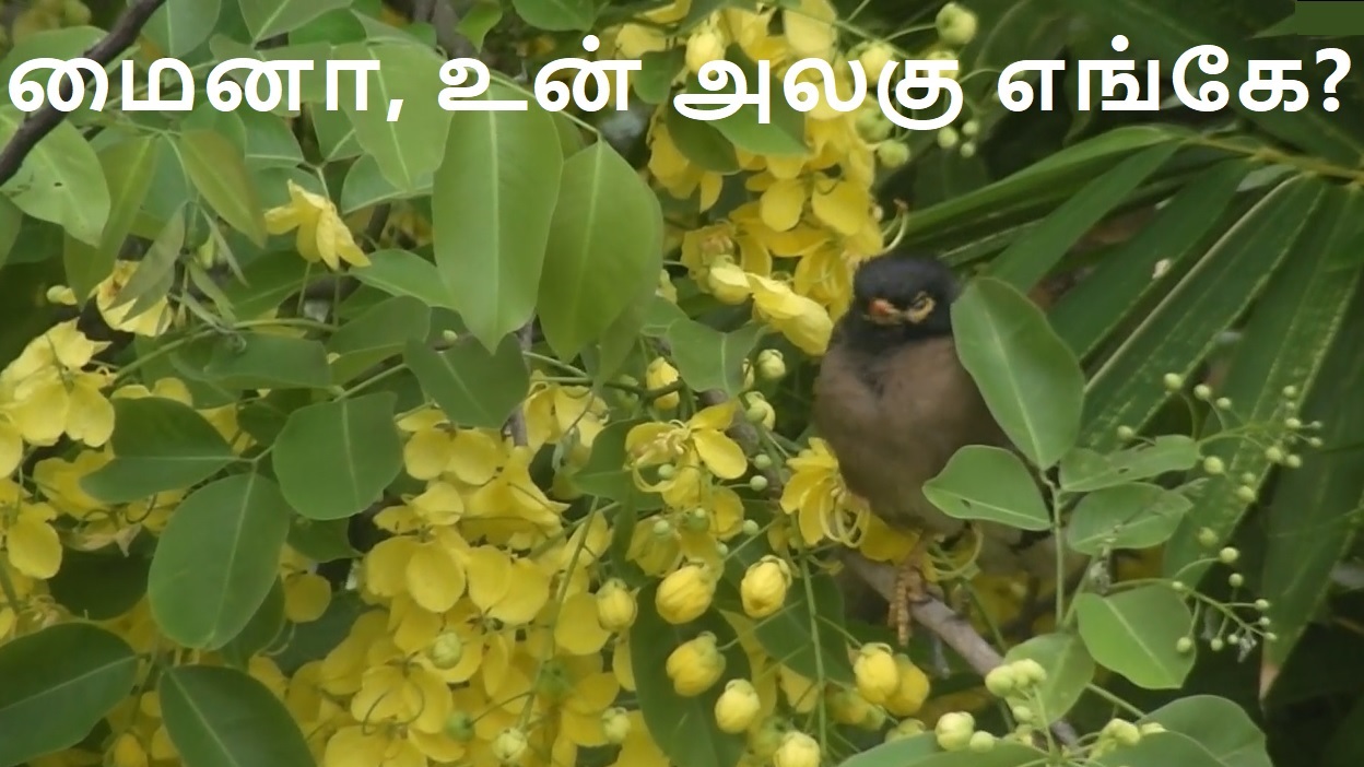 Myna nosecut banner