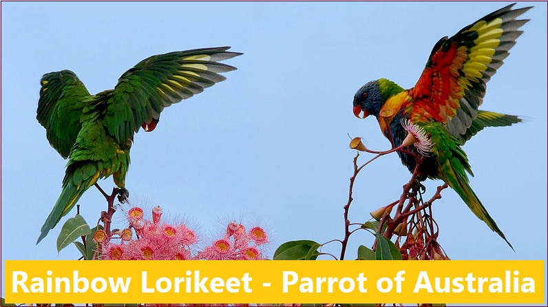 Rainbow Lorikeet
