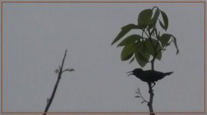 Sunbird at 5.30AM banner