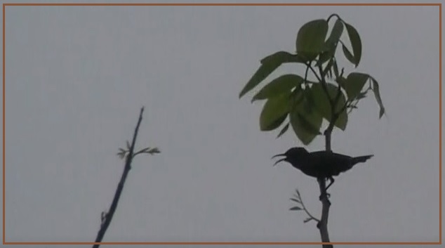 Sunbird at 5.30AM banner