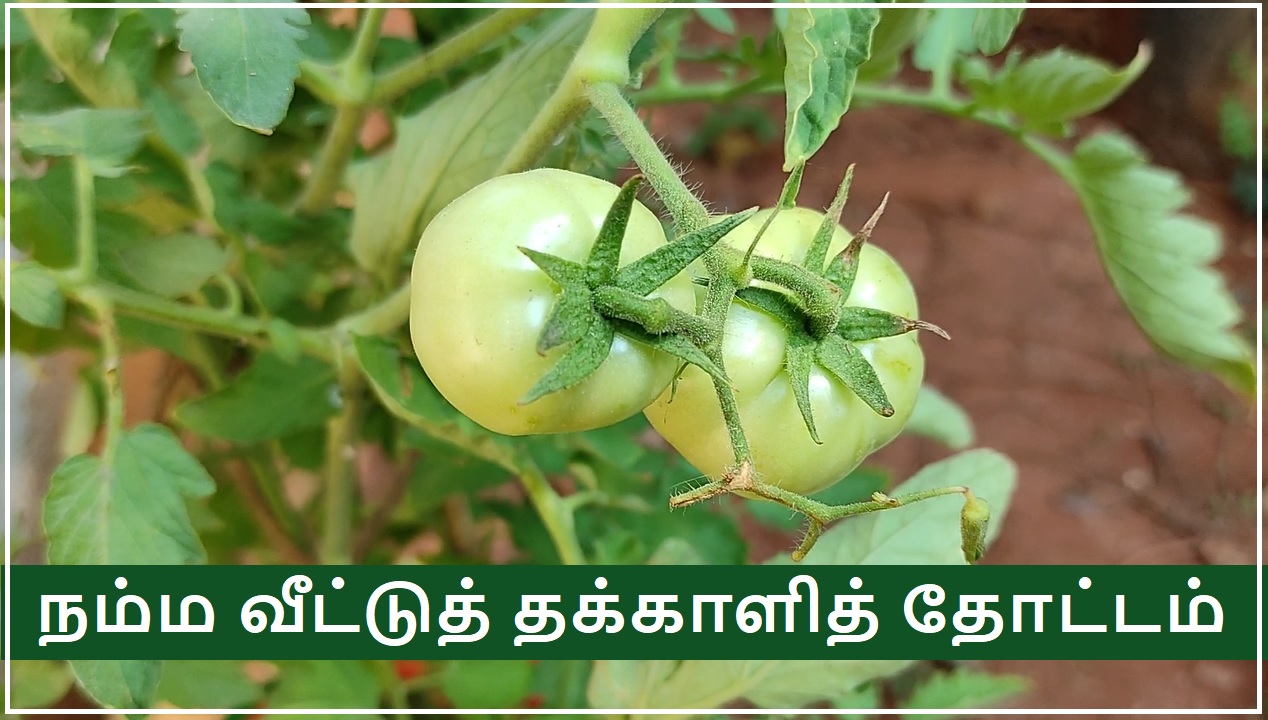 Tomato Banner
