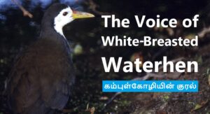 Waterhen voice banner