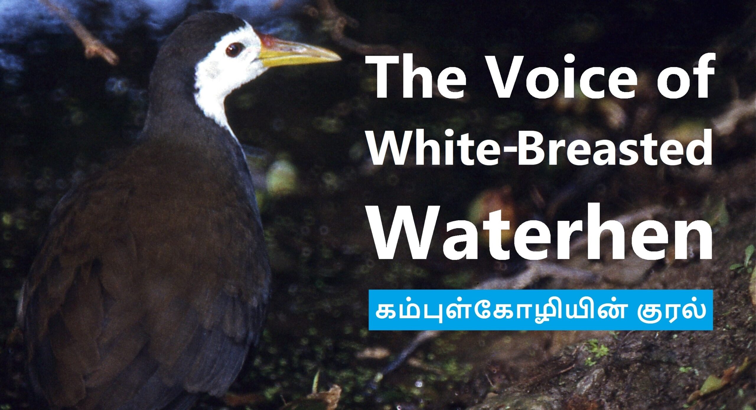 Waterhen voice banner