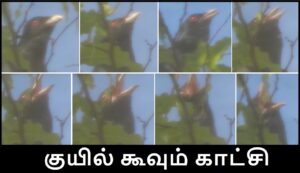 koel singing banner