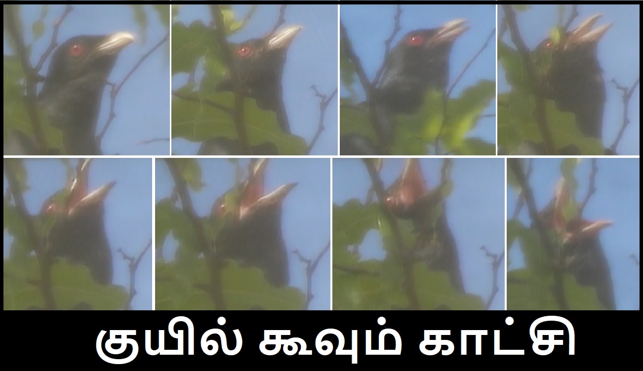 koel singing banner