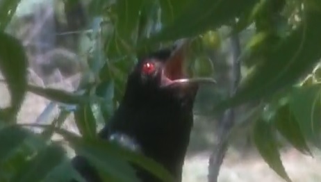 Asian Koel 30062021