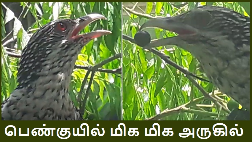 Asian Koel Female fruit banner