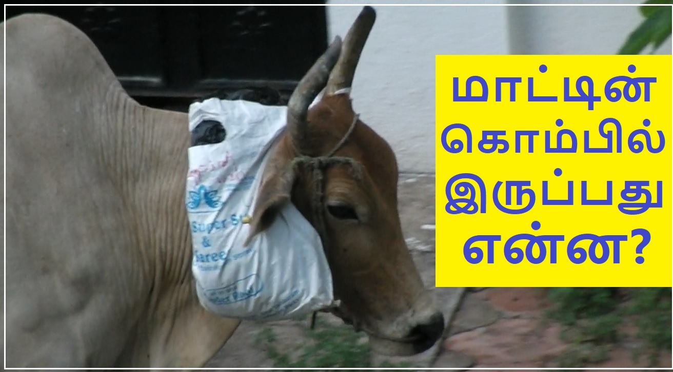 Cow Luggage Banner