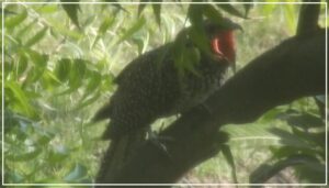 Female Koel Banner