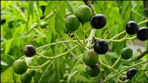 Karuveppilai fruit banner