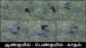 Koel romance