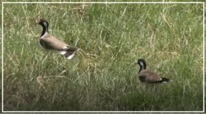 Lapwing Pair Banner