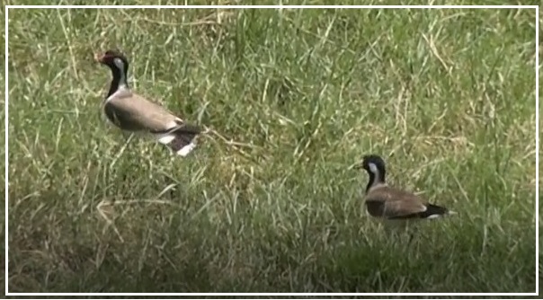 Lapwing Pair Banner