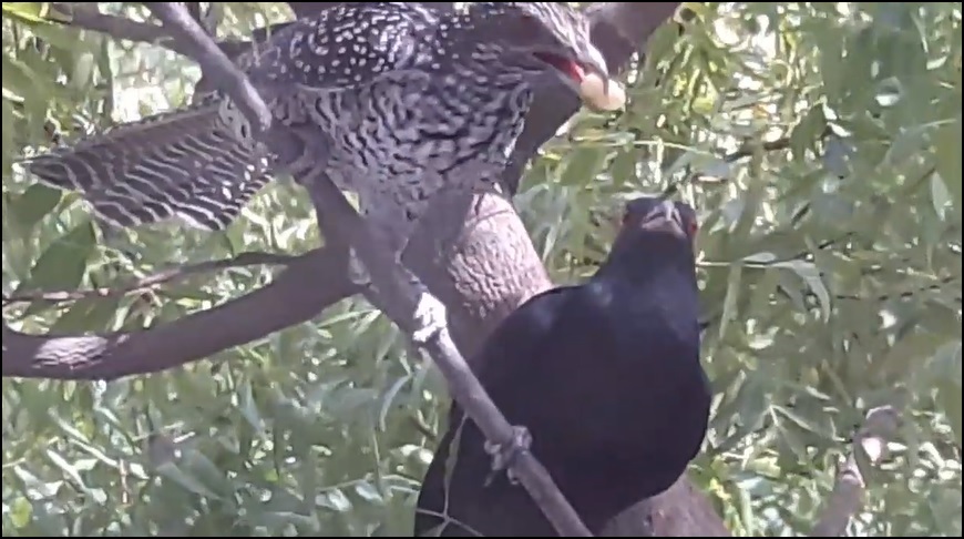 Male Koel Neem Female Koel