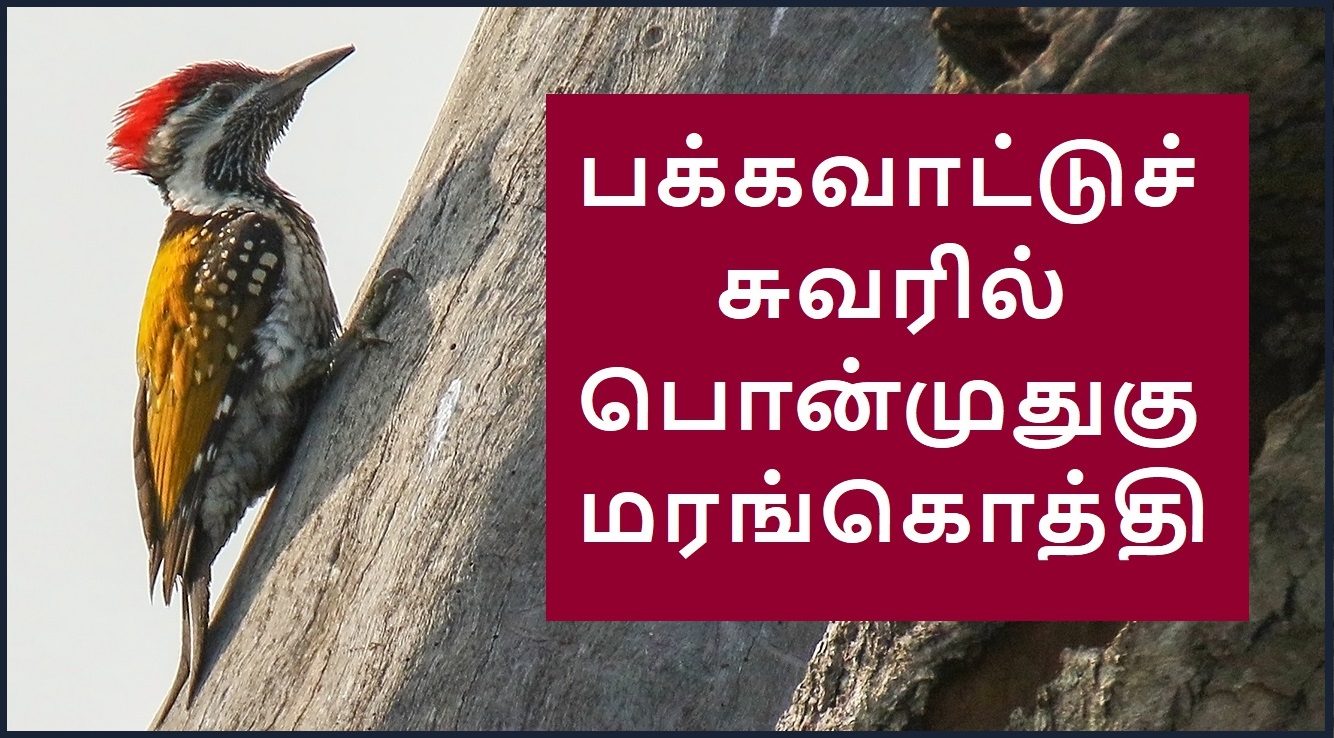 Woodpecker on sidewall