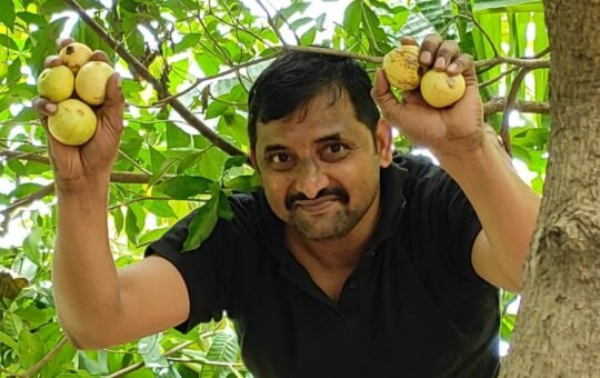 கொய்யா அறுவடை – 6