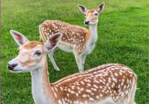 Belgium Deers1