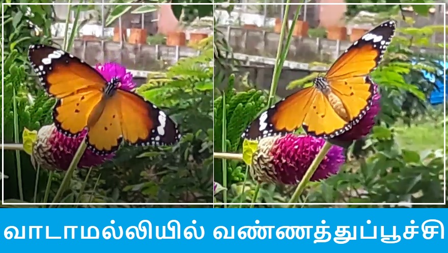 Butterfly on Vadamalli 2