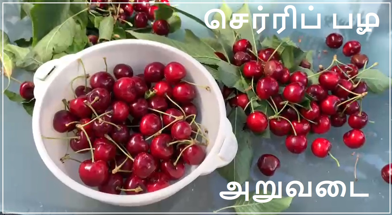 Cherry harvest at Belgium Banner